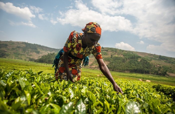 Agriculture nourricière en Afrique subsaharienne : Désormais, des consommateurs préfèrent les marques alimentaires locales - Continentalnews